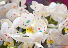 A close-up of the Unicorn phalaenopsis.